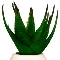 B&M Small Succulent -B&M Online Store 380107 small succulent 4