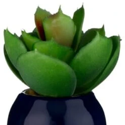 B&M Small Succulent -B&M Online Store 380107 small succulent 6
