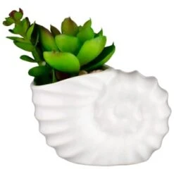 B&M Scandi Shore Small Shell Succulent -B&M Online Store 380110 small shell succulent