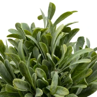 B&M Foliage In Seagrass Pot 2 B&M Foliage In Seagrass Pot - Image 2